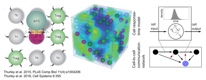 spatio-temporal simulation of Th cell interaction
