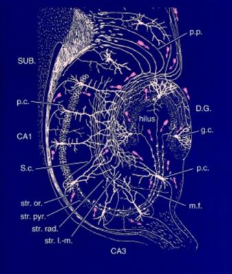 Hippocampus (after Ramon y Cajal)