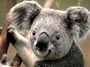 playground:koala.jpg