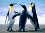 playground:penguins.jpg